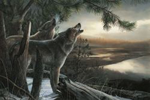 Amazon.co.jp: Wild Ones by Kevin Daniel動物Wolf Howl風景プリント